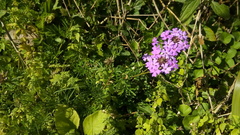Glandularia tenera