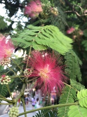 Albizia julibrissin