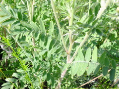 Oxytropis pilosa