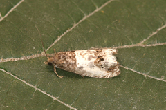 Notocelia rosaecolana