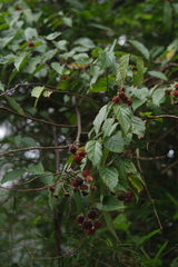 Rubus kawakamii