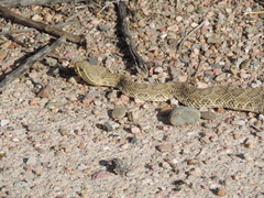 Crotalus viridis