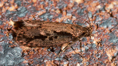 Eulechria xeropterella