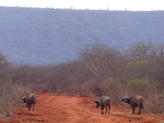 Syncerus caffer caffer