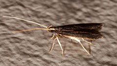 Lecithocera terrigena
