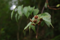 Rubus kawakamii