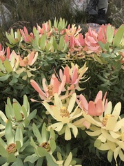 Leucadendron tinctum