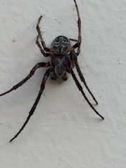 Larinioides