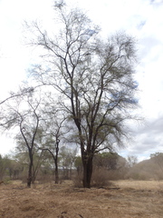 Vachellia robusta