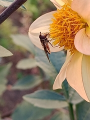 Syrphus ribesii