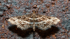 Diasemiopsis ramburialis