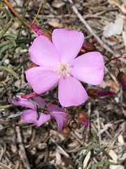 Drosera drummondii