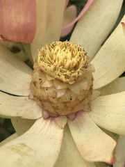 Leucadendron tinctum