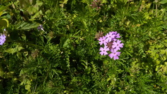 Glandularia tenera