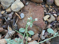 Heliotropium supinum