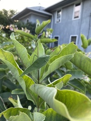 Microcentrum rhombifolium