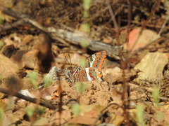 Charaxes jasius