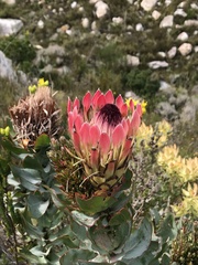 Protea eximia