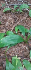 Clintonia