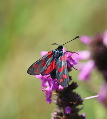 Zygaena