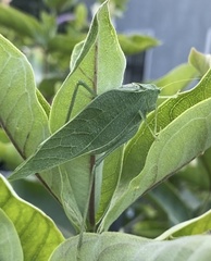 Microcentrum rhombifolium