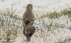 Anthus australis