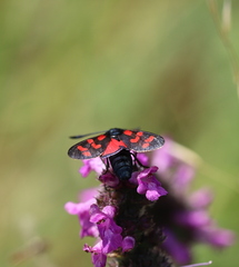 Zygaena