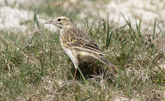 Anthus australis