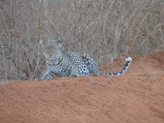 Panthera pardus pardus