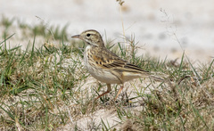 Anthus australis