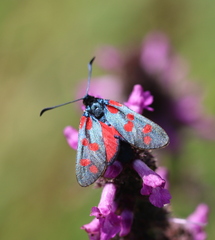 Zygaena