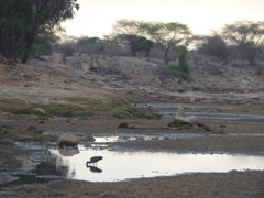 Mycteria ibis