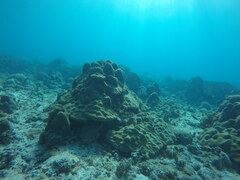 Porites