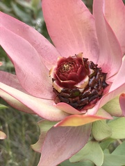 Leucadendron tinctum