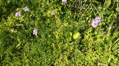 Glandularia tenera