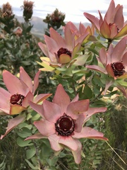 Leucadendron tinctum