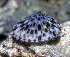 Cellana sandwicensis