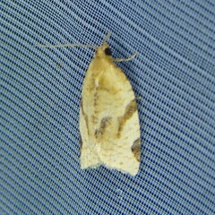 Paramesia gnomana