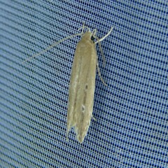 Limnaecia phragmitella