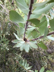 Leucadendron tinctum