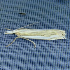 Crambus pascuella