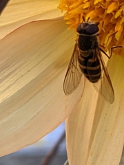 Syrphus ribesii