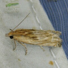 Eucosma cana