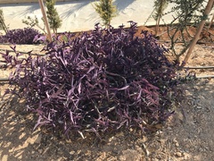 Tradescantia pallida