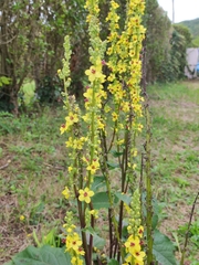 Verbascum nigrum