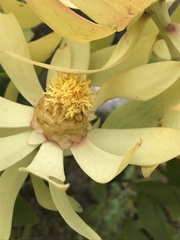 Leucadendron tinctum