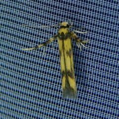 Stathmopoda pedella