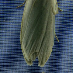 Eilema griseola
