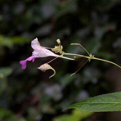 Impatiens balfourii