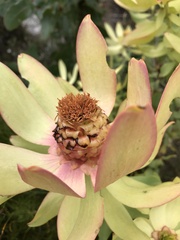 Leucadendron tinctum